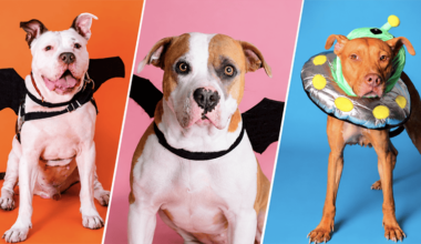 Broward County Animal Care Hosts ‘Pup or Treat’ Halloween Celebration With Free Pet Adoptions – Coral Springs Talk