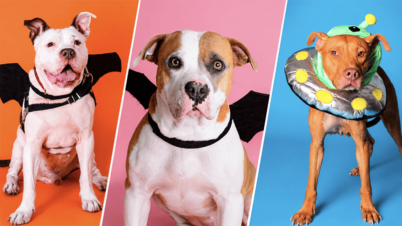 Broward County Animal Care Hosts ‘Pup or Treat’ Halloween Celebration With Free Pet Adoptions – Coral Springs Talk
