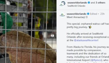 Orphaned walrus calf rescued in Alaska finds a new home at SeaWorld Orlando