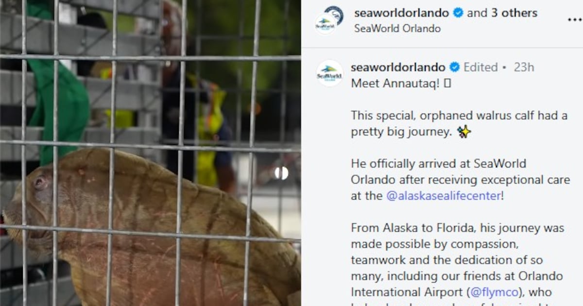 Orphaned walrus calf rescued in Alaska finds a new home at SeaWorld Orlando