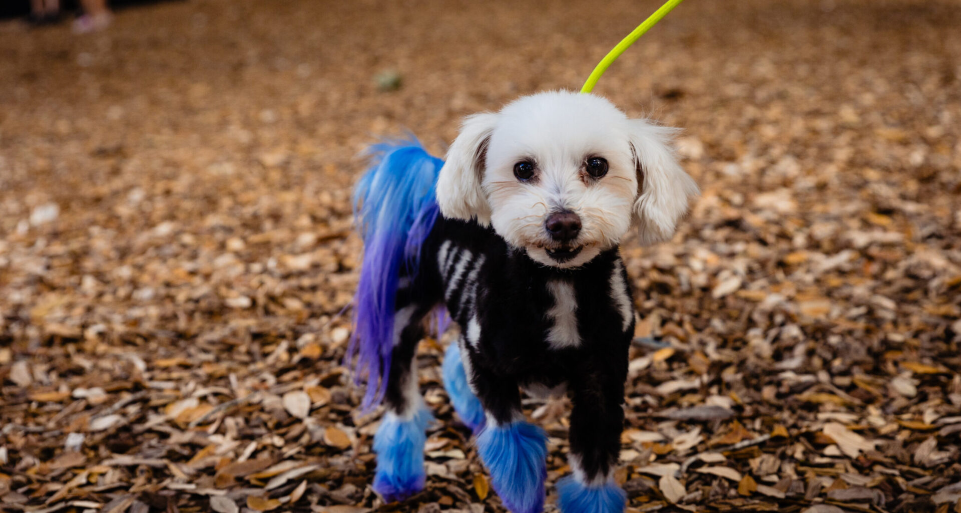 Get yourself a new furry friend at Lake Eola's Barktoberfest