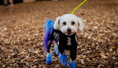 Get yourself a new furry friend at Lake Eola's Barktoberfest
