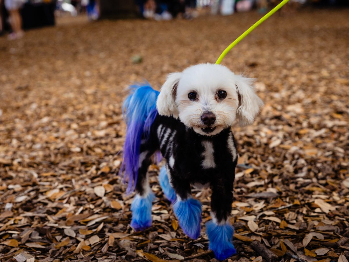 Get yourself a new furry friend at Lake Eola’s Barktoberfest