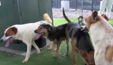 Four of 30 dogs removed from Florida home now up for adoption