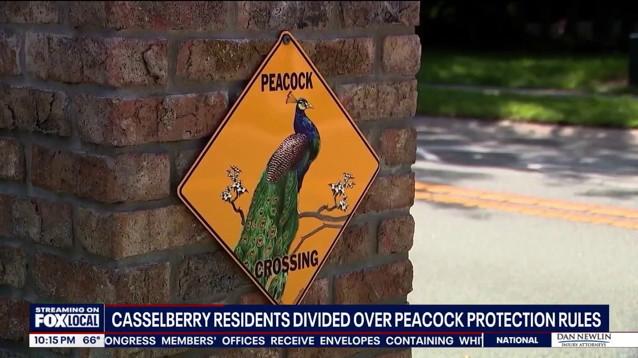 Peacocks spark dispute over property damage in Casselberry neighborhood