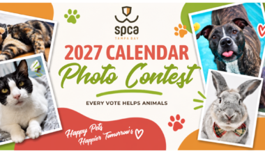 SPCA Tampa Bay’s Calendar Contest