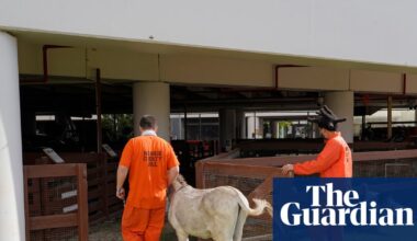 ‘Former inmates want to come back to visit’: inside Florida’s prison zoo | US prisons