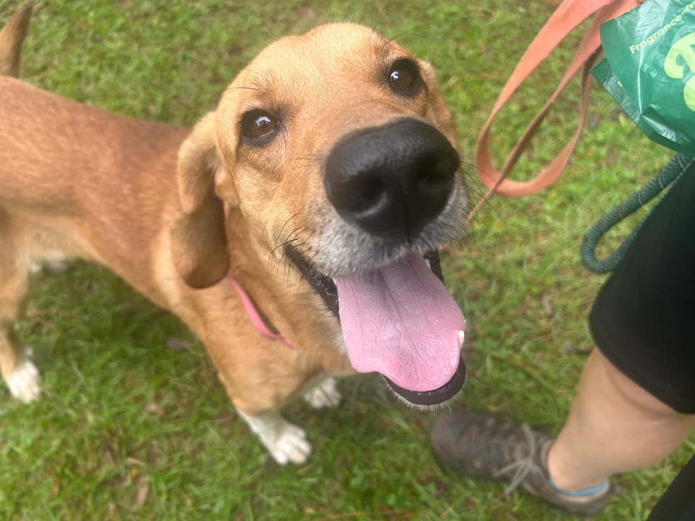 Benjamin is into belly rubs, so get ready for him to lie down and roll over!
