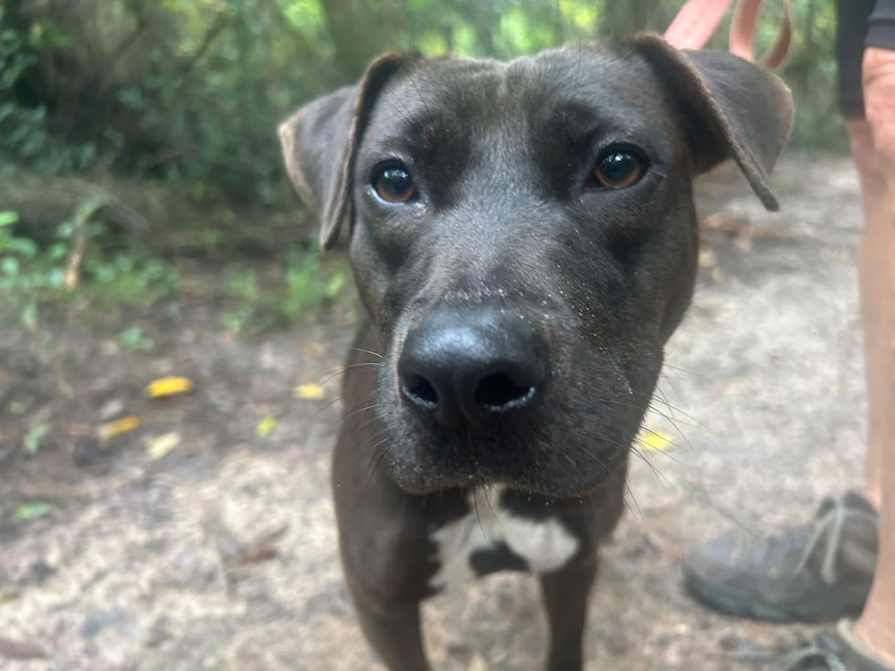 This little lady is all chocolatey goodness!