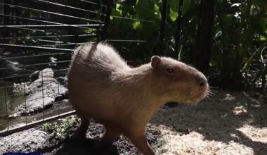 Capybaras at Horsepower for Kids
