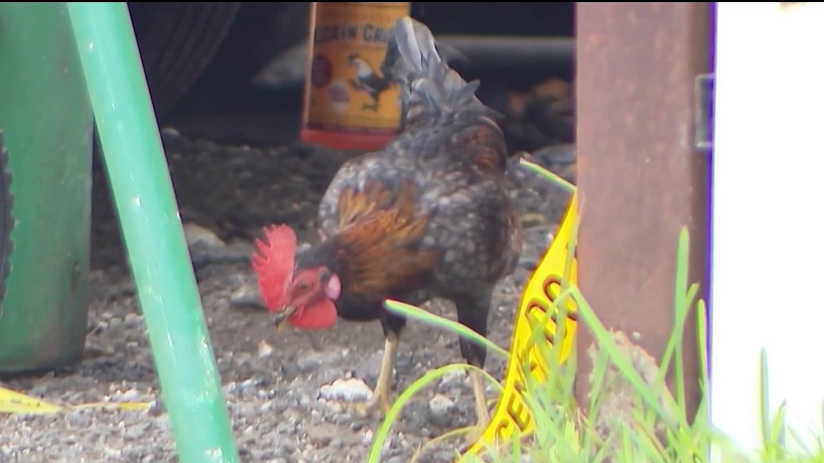 More than 3,000 roosters, dozens of animals found in Miami-Dade cruelty investigation – NBC 6 South Florida