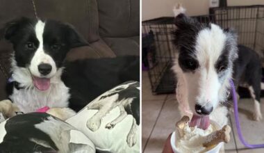Martin County border collie hoarding case moves forward as 30 rescued dogs find new homes