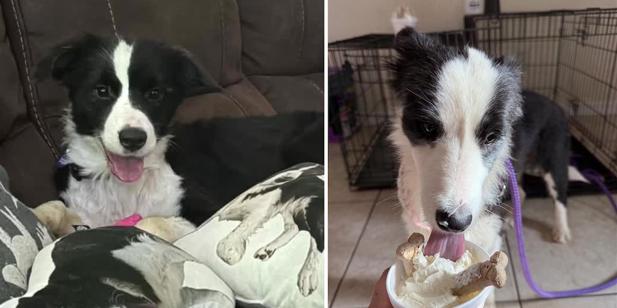 Martin County border collie hoarding case moves forward as 30 rescued dogs find new homes