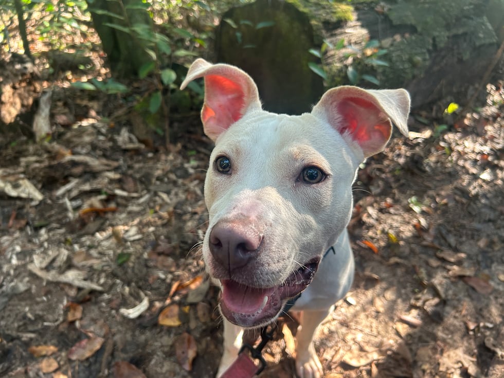 Pure has a taste for treats and a zest for zoomies!