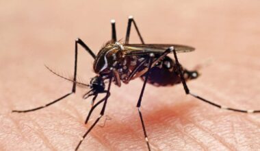 Broward County Confirms Locally Acquired Dengue Fever Case