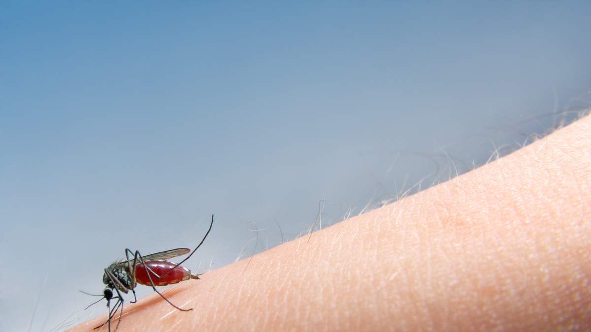 Mosquito Warnings In Martin County After West Nile Virus Is Confirmed