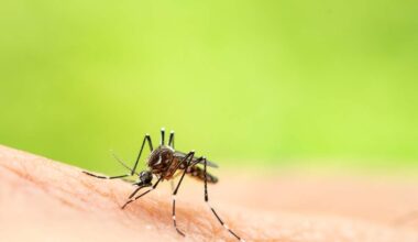 Florida Dengue Outbreak Tops 250 Local Cases, Most Near Tampa | NewsRadio WFLA