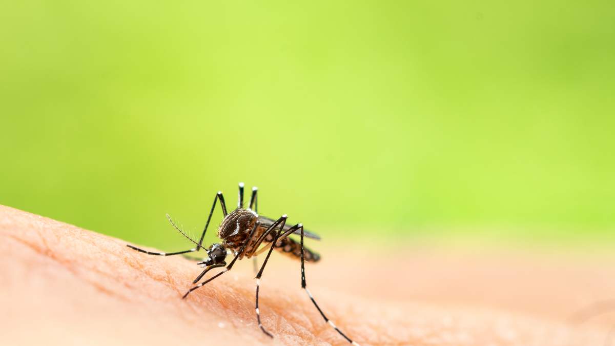 Florida Dengue Outbreak Tops 250 Local Cases, Most Near Tampa | NewsRadio WFLA