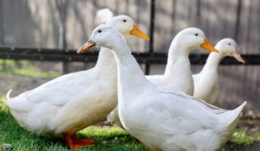 More Than a Dozen Ducks Found Dead at Pompano Beach Pond; BSO Investigates | NewsRadio WIOD