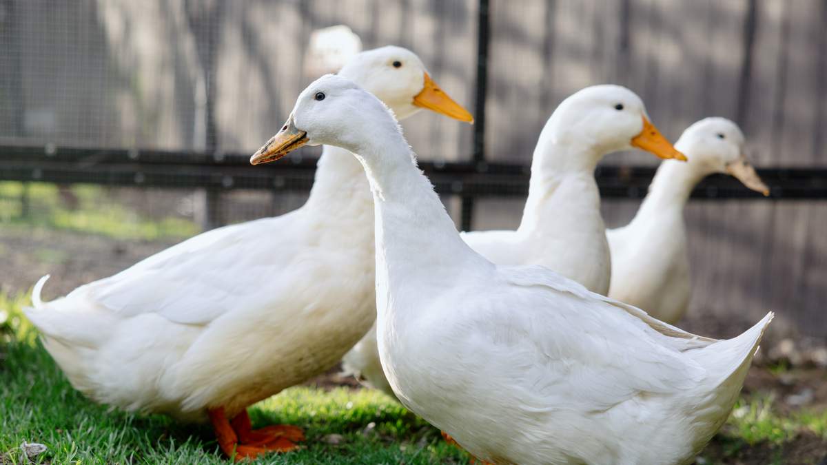 More Than a Dozen Ducks Found Dead at Pompano Beach Pond; BSO Investigates | NewsRadio WIOD