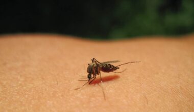 Lee County Sends Mosquito Control Support to Hillsborough | NewsRadio WFLA