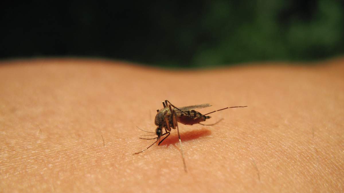 Lee County Sends Mosquito Control Support to Hillsborough | NewsRadio WFLA