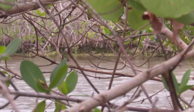 SCCF's adopt-a-mangrove returns with a bigger nursery | Lee County