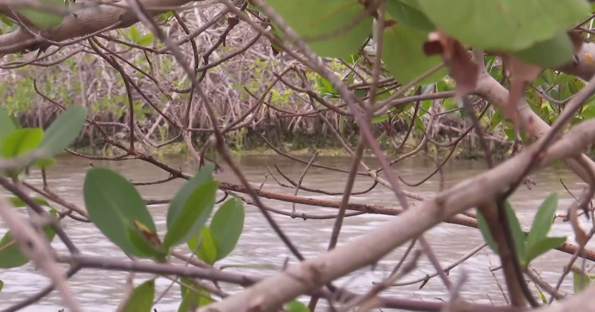 SCCF's adopt-a-mangrove returns with a bigger nursery | Lee County