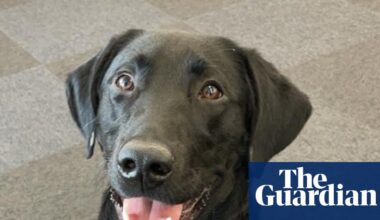 The pet I’ll never forget: Orlando was paralysed and almost died – then became the perfect guide dog | Dogs