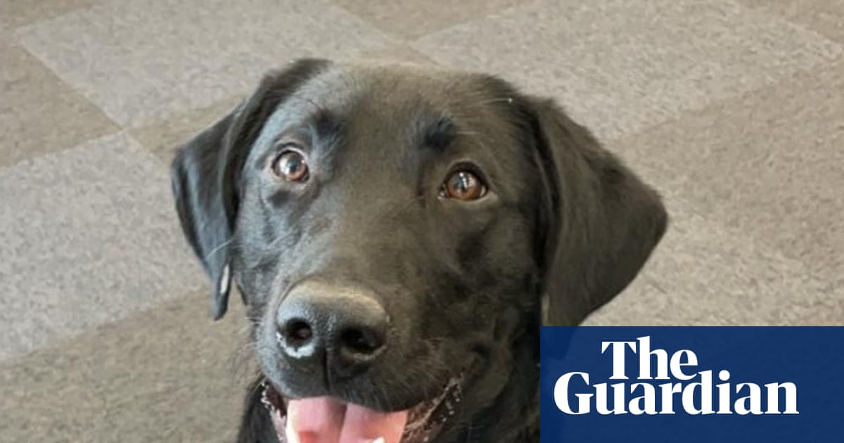 The pet I’ll never forget: Orlando was paralysed and almost died – then became the perfect guide dog | Dogs