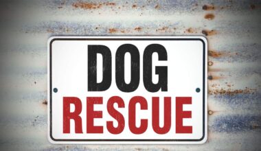 Man Rescues Dog Struggling to Swim in Boca Ciega Bay | NewsRadio WFLA