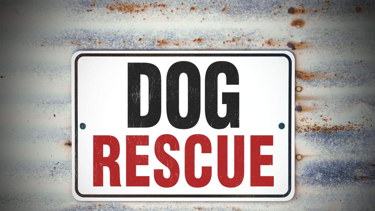 Man Rescues Dog Struggling to Swim in Boca Ciega Bay | NewsRadio WFLA