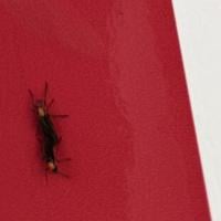 'This is beyond absurd': UCF professor debunks lovebug myths as population booms at UCF | News