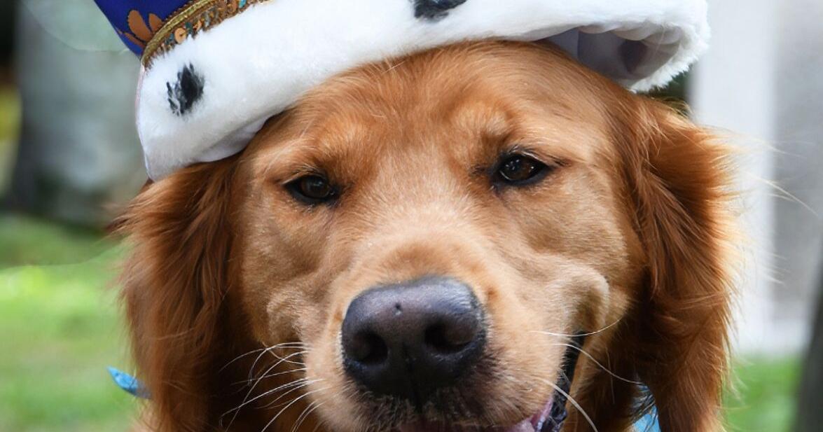 Palm City’s next dog mayor is up for election | Martin County