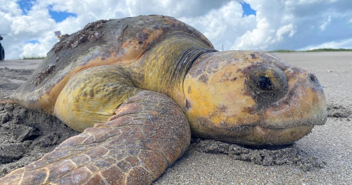 Sea turtle conservation meets nuclear powerOxbow field trip explores protection efforts at FPL | St. Lucie County