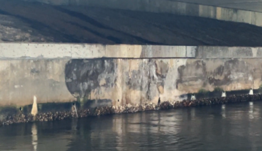 Cape Coral water leak fixed after months of wasted water | News