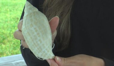 Free diver finds rare fossilized shell off the coast of Sanibel | News