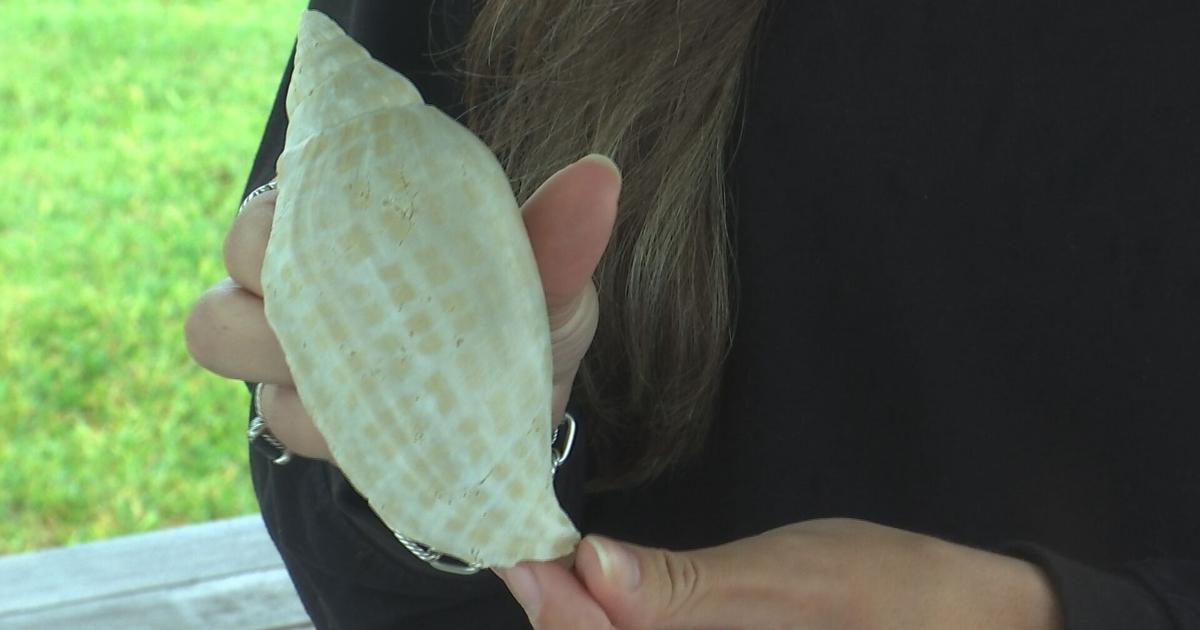 Free diver finds rare fossilized shell off the coast of Sanibel | News