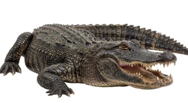 A Halloween adventure in Six Mile Cypress Slough Preserve? | Go!
