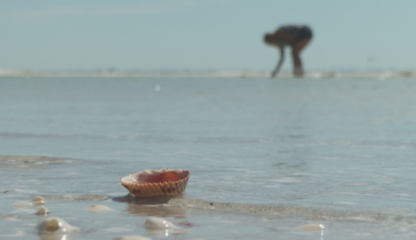 Sanibel shellers scoring big after Isaias stirs the Gulf | Lee County