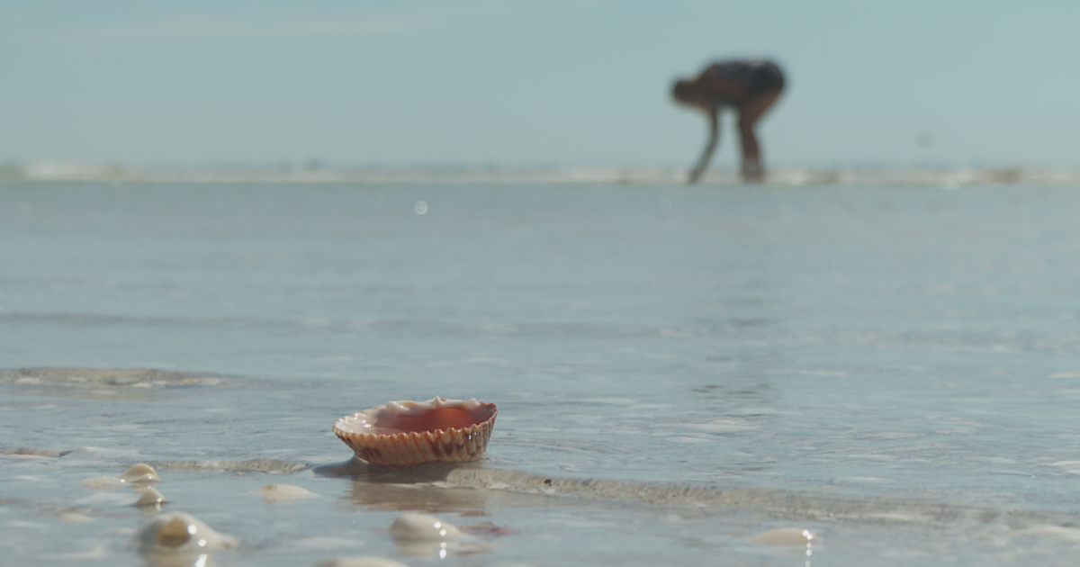 Sanibel shellers scoring big after Isaias stirs the Gulf | Lee County