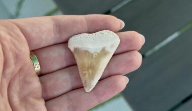 Sanibel visitor finds fossil shark tooth that could be millions of years old | Lee County