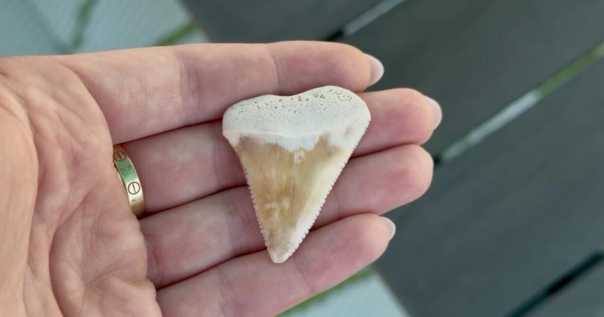 Sanibel visitor finds fossil shark tooth that could be millions of years old | Lee County