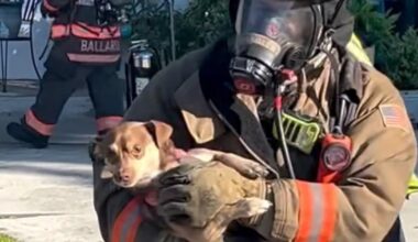 FMFD rescue dog from house fire on Tuesday morning | Lee County