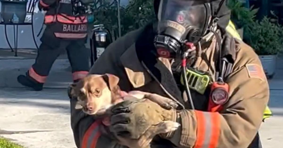 FMFD rescue dog from house fire on Tuesday morning | Lee County