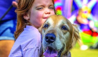 Calling All K-9: GoldenFest XVI Coming up at Hammond Stadium | Community