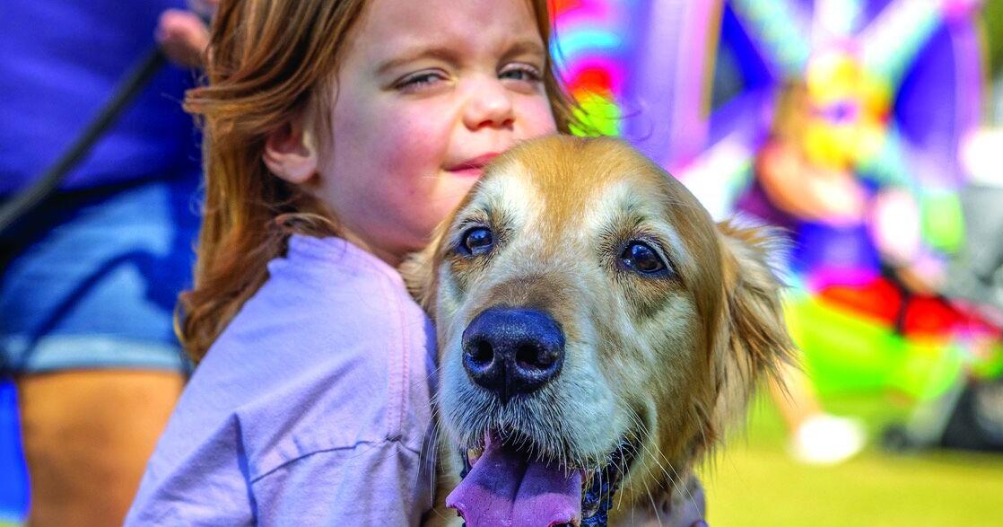 Calling All K-9: GoldenFest XVI Coming up at Hammond Stadium | Community