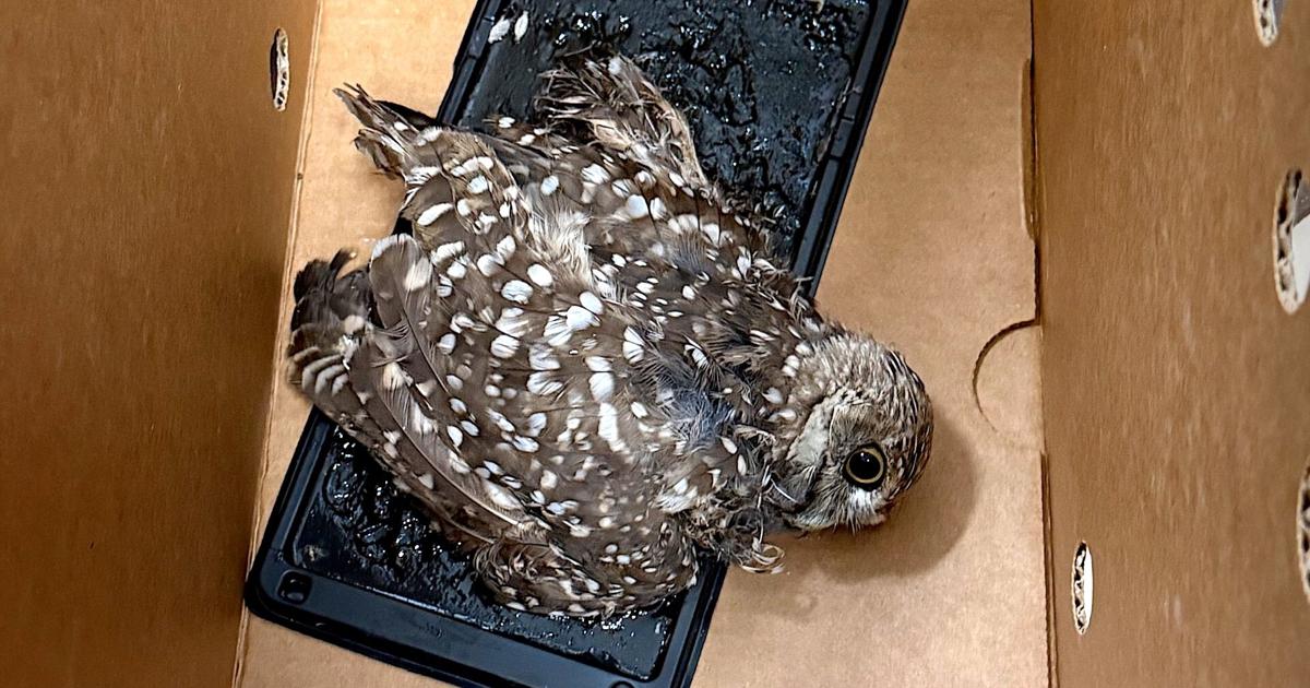 Fort Myers burrowing owl rescued after getting stuck to glue trap | Lee County