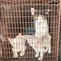 More than 100 cats rescued from alleged hoarding situation | St. Lucie County