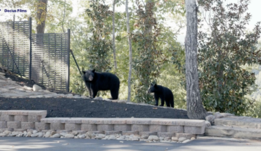 Bears crash wedding of Fort Myers couple | News